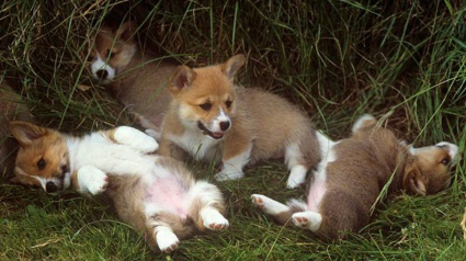 Illustration : Ces 10 chiots sont les plus mignons que vous ayez jamais vus