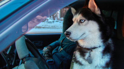 Illustration : Ces 14 Huskies drôles et adorables montrent qu'ils sont les véritables propriétaires de la maison !