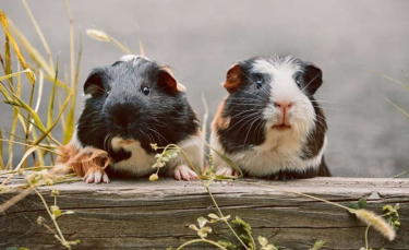 Illustration : "Ces 17 magnifiques photos de cochons d'Inde égaieront votre journée"