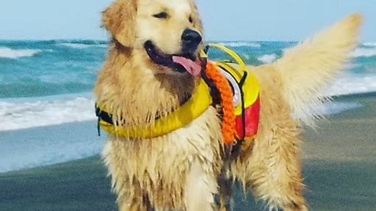 Illustration : "La mission de ce Golden Retriever courageux est de veiller à la sécurité des nageurs"