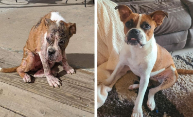 Illustration : "6 mois après son adoption, admirez la transformation incroyable de ce chien autrefois négligé !"