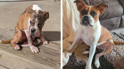 Illustration : 6 mois après son adoption, admirez la transformation incroyable de ce chien autrefois négligé !