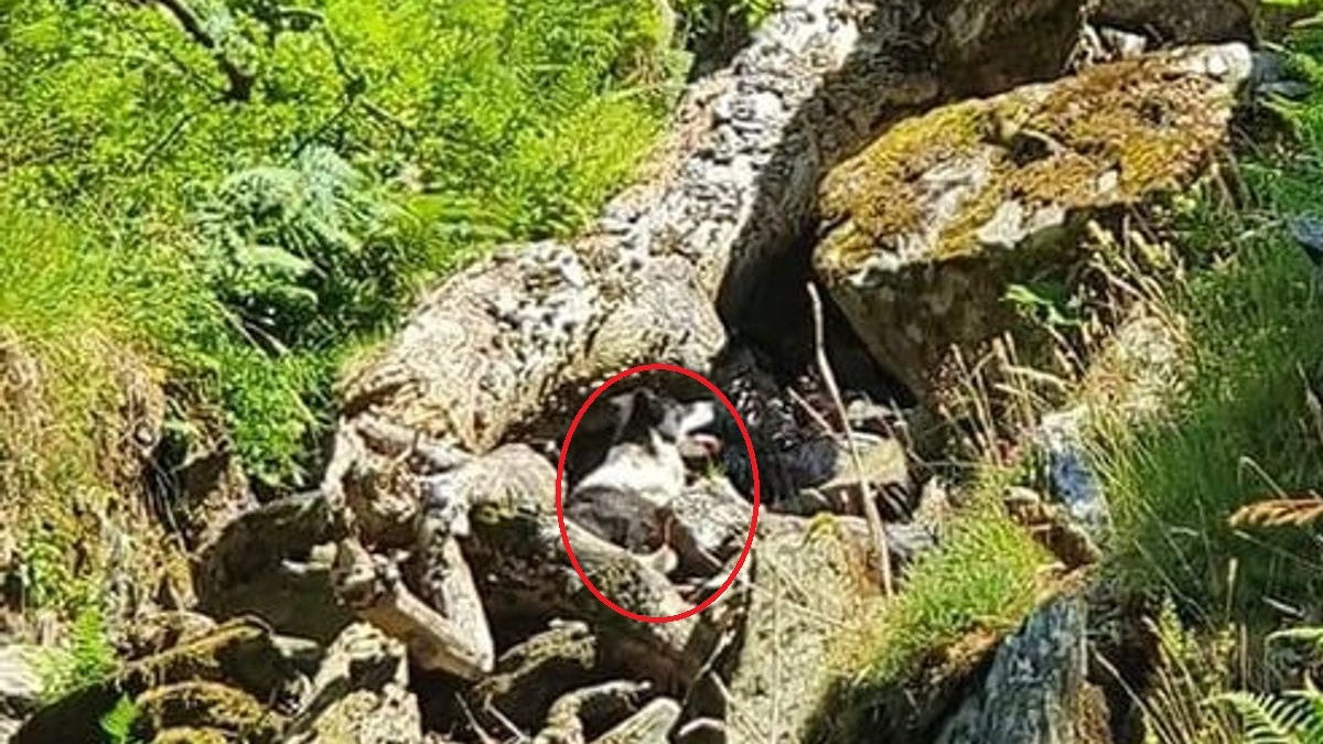 Illustration : "Des drones survolent la montagne pour retrouver un chien de berger disparu depuis plusieurs jours"