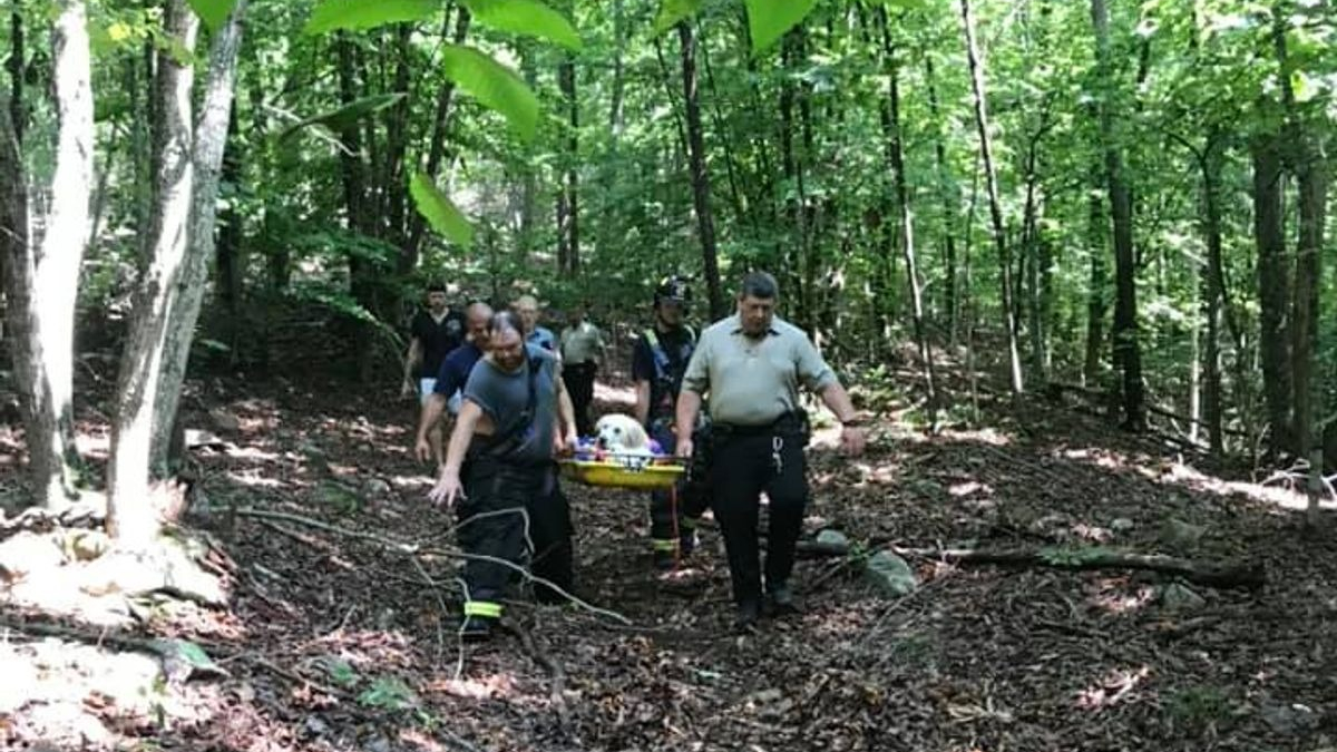 Illustration : "Un chien senior souffrant de dysplasie tombe dans un ravin. Les pompiers se précipitent à son secours"