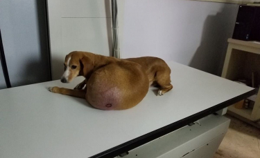 Illustration : "Abandonné avec une tumeur gigantesque, ce chien entame un nouveau chapitre de sa vie"