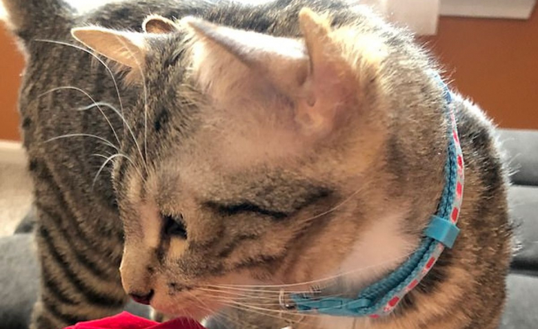 L Incroyable Rencontre Entre Une Benevole Et Un Chat Ne Avec 4 Oreilles Video