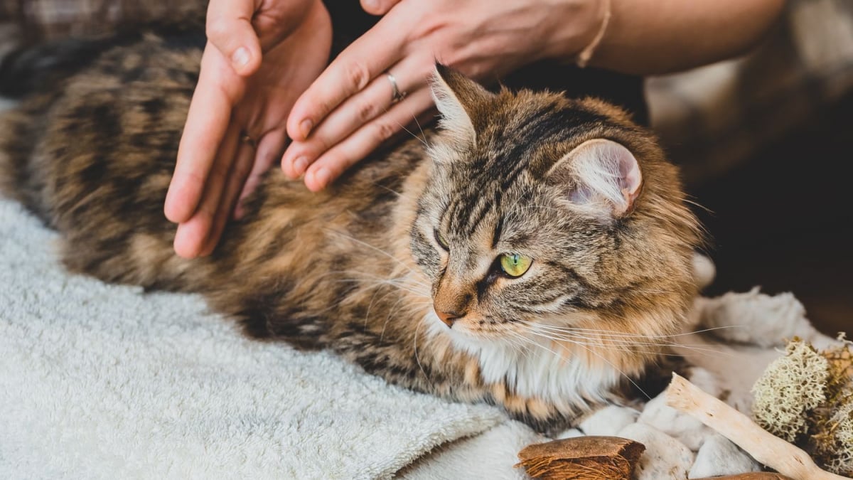 Illustration : "Pratiquer l'acupression chez soi avec son chat"