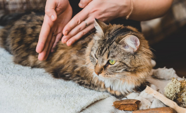 Illustration : "Pratiquer l'acupression chez soi avec son chat"