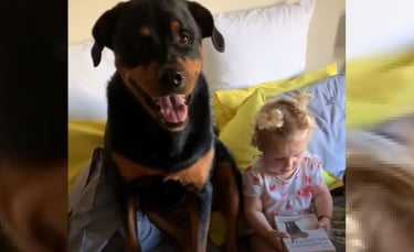 Illustration : "Ce Rottweiler dévoué copie tout ce que sa meilleure amie humaine fait !"