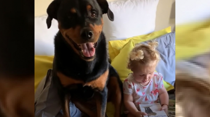 Illustration : Ce Rottweiler dévoué copie tout ce que sa meilleure amie humaine fait !