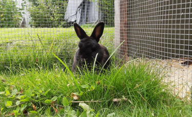 Illustration : "16 photos de lapins menant une vie paisible"