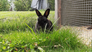 Illustration : "16 photos de lapins menant une vie paisible"