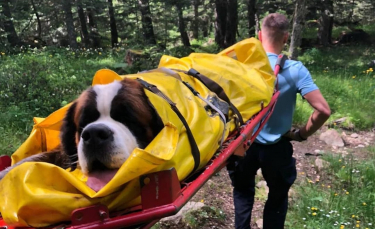 Illustration : "Une unité de gendarmerie se mobilise pour secourir un Saint-Bernard victime d'une chute de 10 mètres en montagne"
