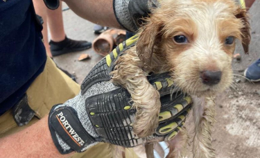 Illustration : "Les manoeuvres minutieuses des pompiers pour libérer un chiot piégé dans un égout"