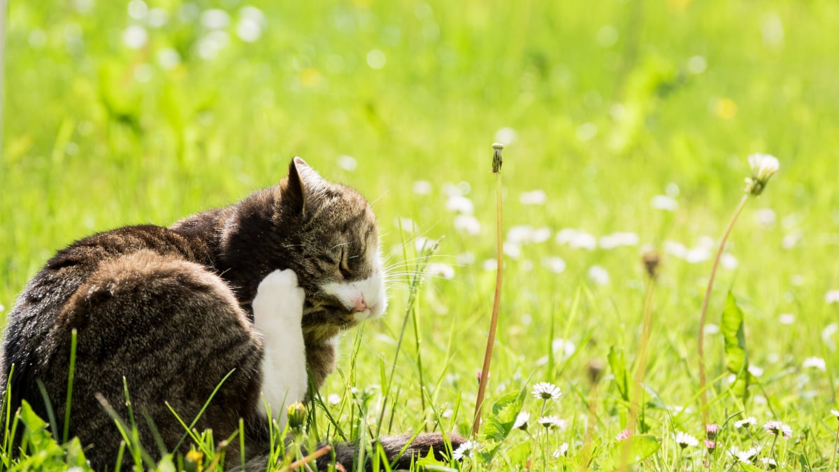 Illustration : "Les traitements antipuces naturels pour chat"