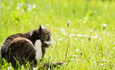 Illustration : "Les traitements antipuces naturels pour chat"