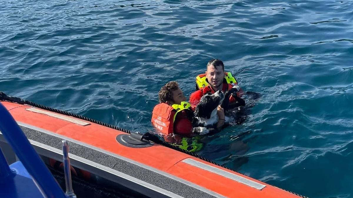 Illustration : "En fugue depuis 2 jours, un chien se retrouve en mer et risque la noyade. Les sauveteurs bénévoles interviennent"