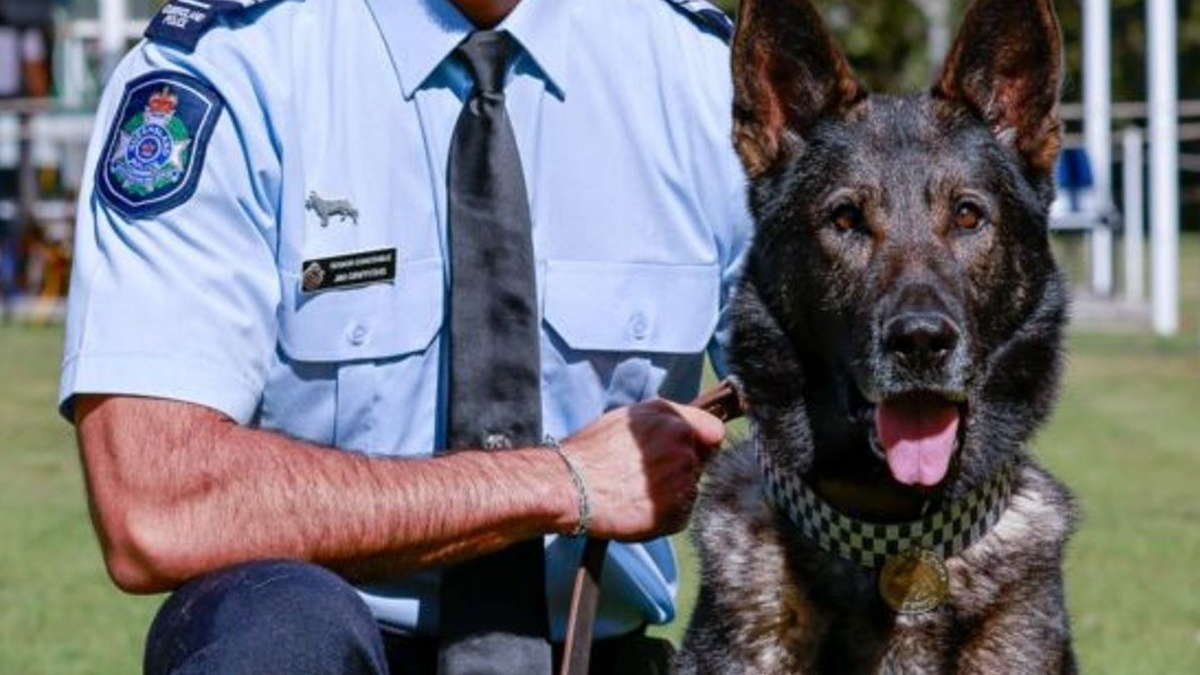 Illustration : "Un chien policier honoré un an et demi après une grave blessure subie lors d’une intervention héroïque"