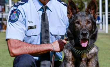 Illustration : "Un chien policier honoré un an et demi après une grave blessure subie lors d’une intervention héroïque"