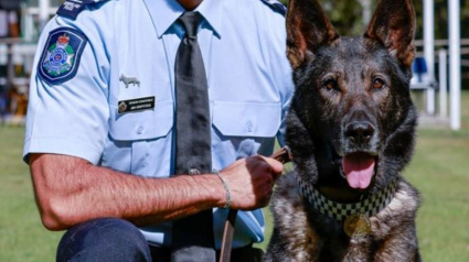 Illustration : Un chien policier honoré un an et demi après une grave blessure subie lors d’une intervention héroïque