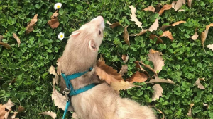 Illustration : "Ces 16 personnes partagent des photos charmantes de leurs furets"