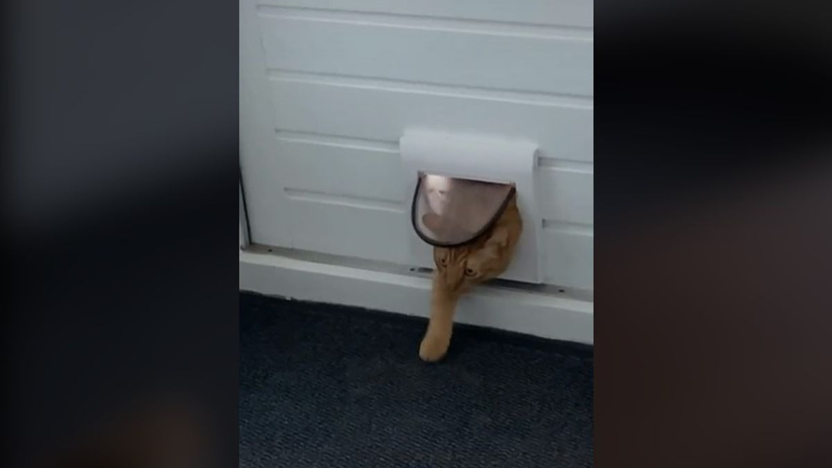 Illustration : "La réaction hilarante d'un chat réalisant qu'il s'est trompé de maison ! (Vidéo)"