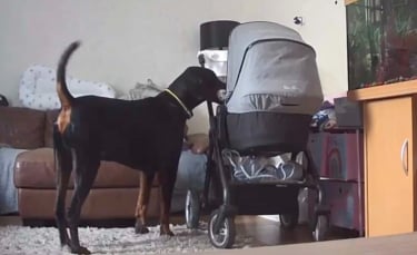 Illustration : "Le geste touchant d'un chien pour réconforter un bébé en pleurs (vidéo)"