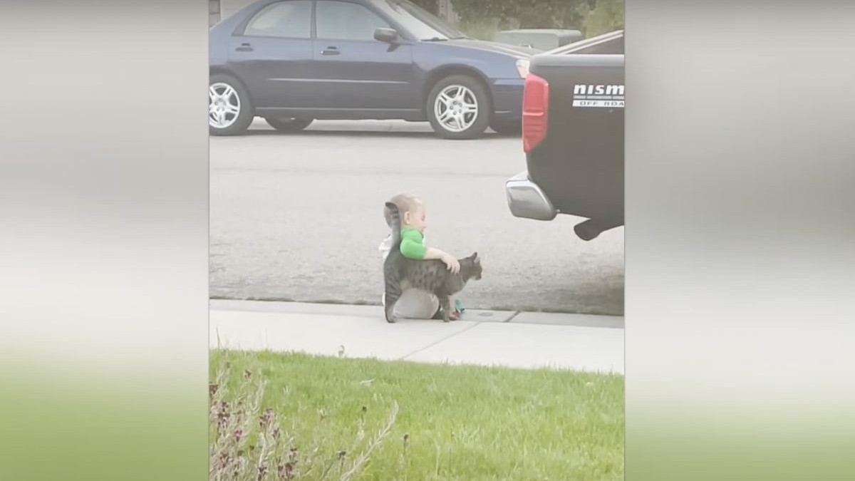 Illustration : "Triste, un petit garçon s'assoit seul sur le trottoir. Jusqu'à ce qu'un chat amical s'approche pour le consoler ! (Vidéo)"