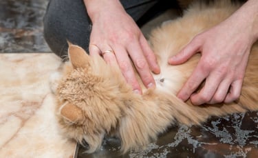 Illustration : "Les traitements naturels contre les tiques pour chats"