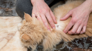 Illustration : Les traitements naturels contre les tiques pour chats