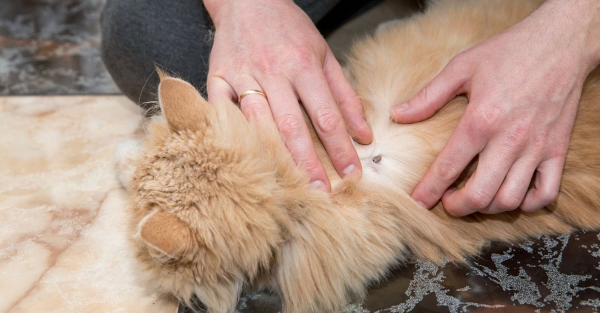 Quelles Solutions Naturelles Pour Combattre Les Tiques Chez Le Chat Quelles Solutions Naturelles Pour Combattre Les Tiques Chez Le Chat