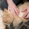 Illustration : Les traitements naturels contre les tiques pour chats