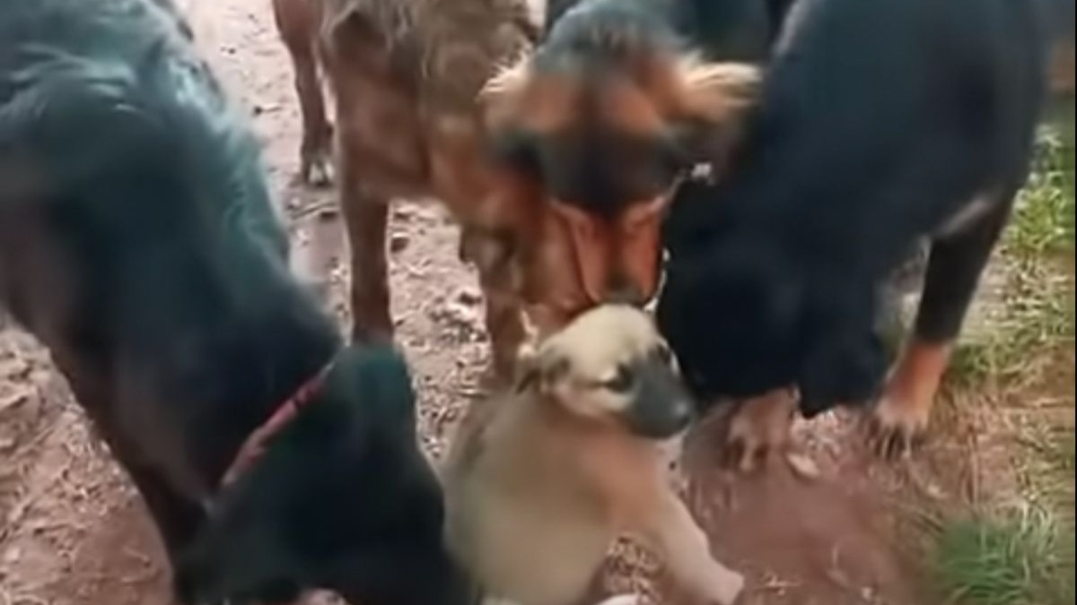 Illustration : "L'accueil chaleureux et solidaire des pensionnaires fait à l'unique chiot d'un refuge (vidéo)"