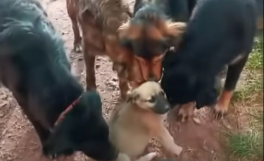 Illustration : "L'accueil chaleureux et solidaire des pensionnaires fait à l'unique chiot d'un refuge (vidéo)"