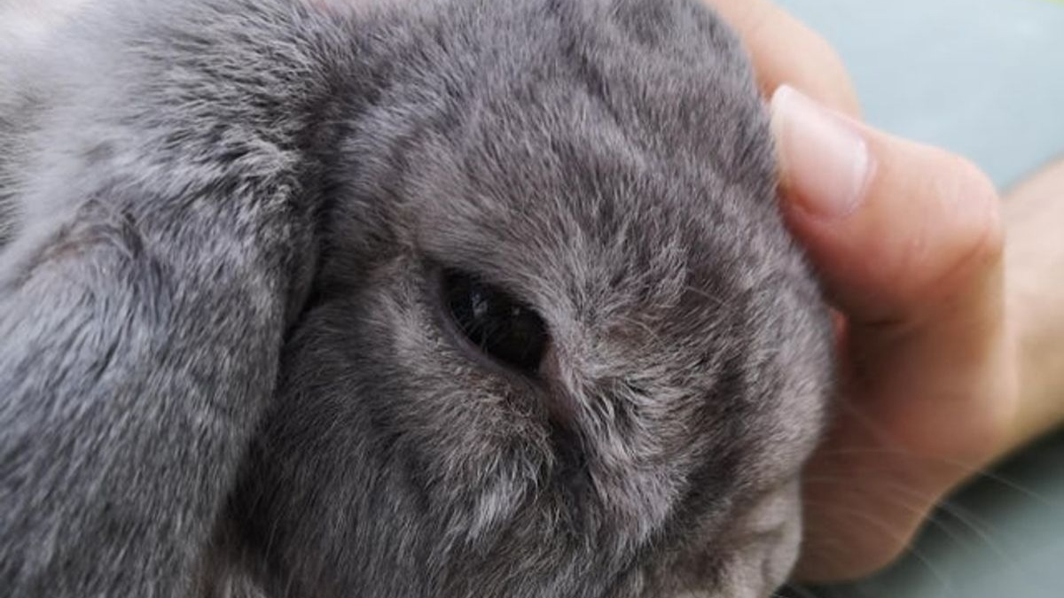 Illustration : "16 gros plans mettant en valeur la jolie petite bouille des lapins"