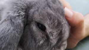 Illustration : "16 gros plans mettant en valeur la jolie petite bouille des lapins"