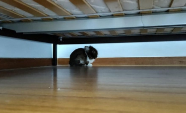 Illustration : "20 photos de lapins à regarder pour adoucir votre journée"