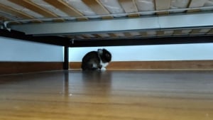 Illustration : "20 photos de lapins à regarder pour adoucir votre journée"