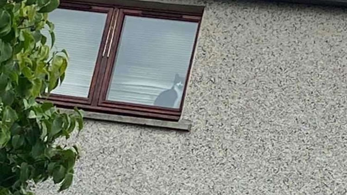 Illustration : "Une femme inquiète recherche désespérément son chat disparu. Elle le découvre coincé dans la maison du voisin !"