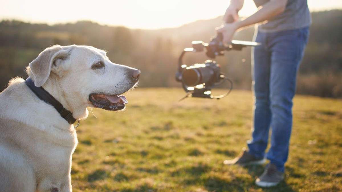 Illustration : "Le magazine « Tout Chien ! » consacre un numéro spécial aux chiens dans les séries télévisées françaises"