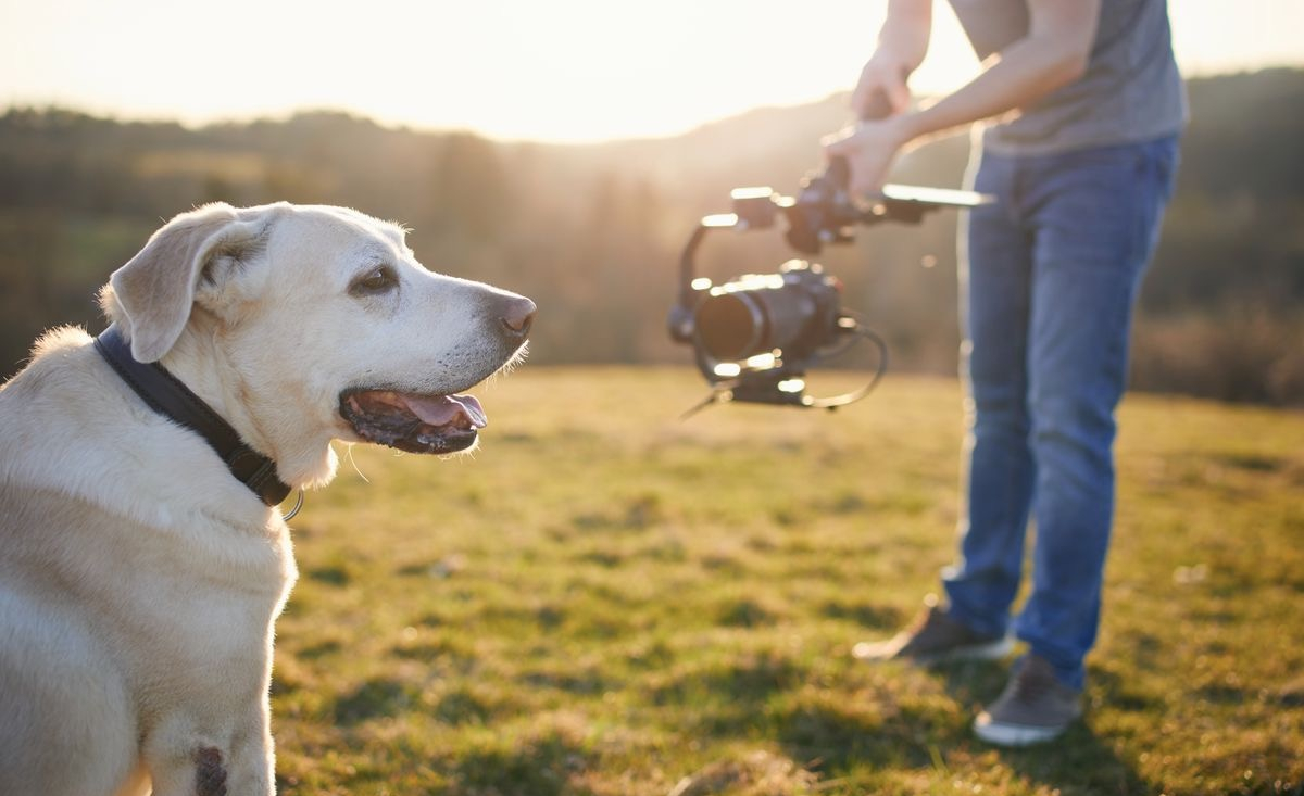 Illustration : "Le magazine « Tout Chien ! » consacre un numéro spécial aux chiens dans les séries télévisées françaises"