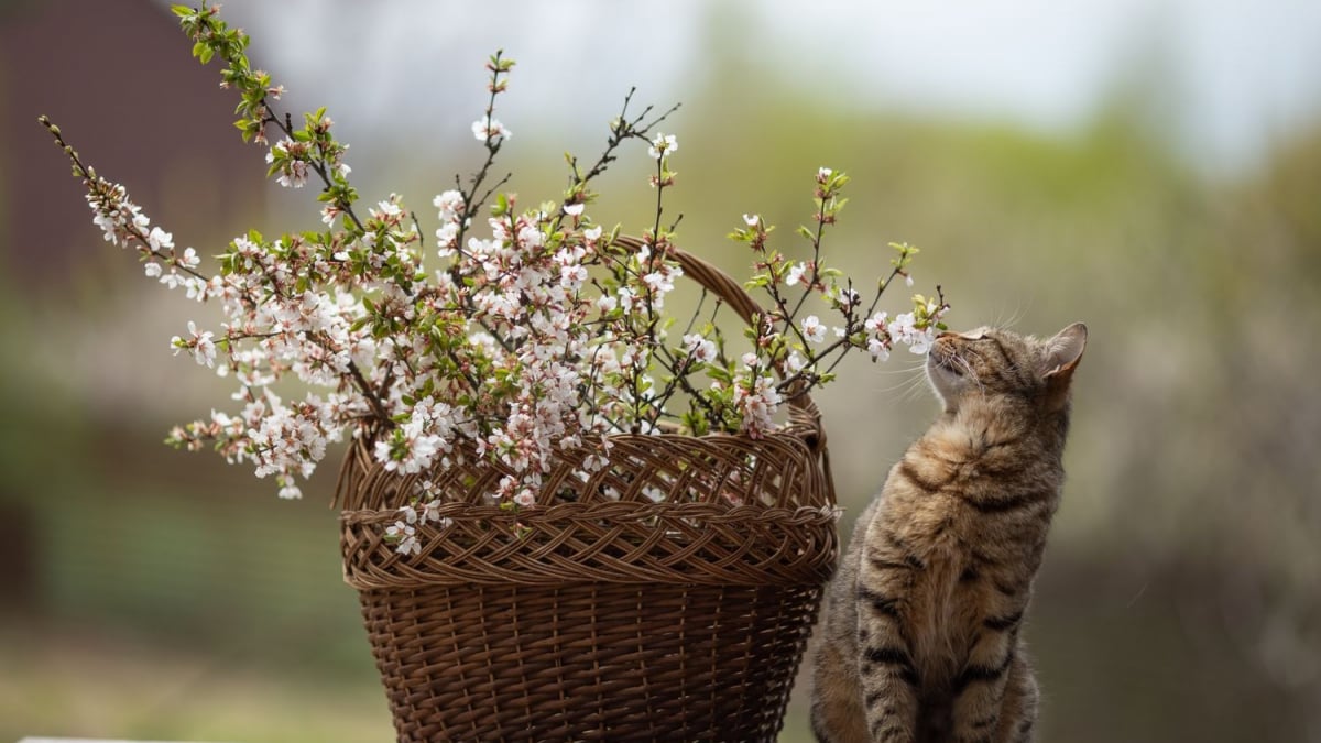 Illustration : "Les traitements naturels contre les vers du chat"