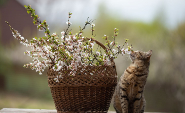 Illustration : "Les traitements naturels contre les vers du chat"