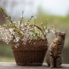 Illustration : Les traitements naturels contre les vers du chat