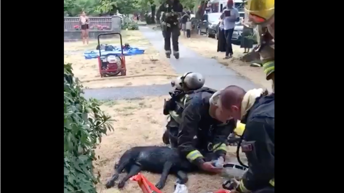Illustration : "Le dévouement sans faille des secouristes pour sauver la vie d'un Labrador victime d'un incendie (vidéo)"