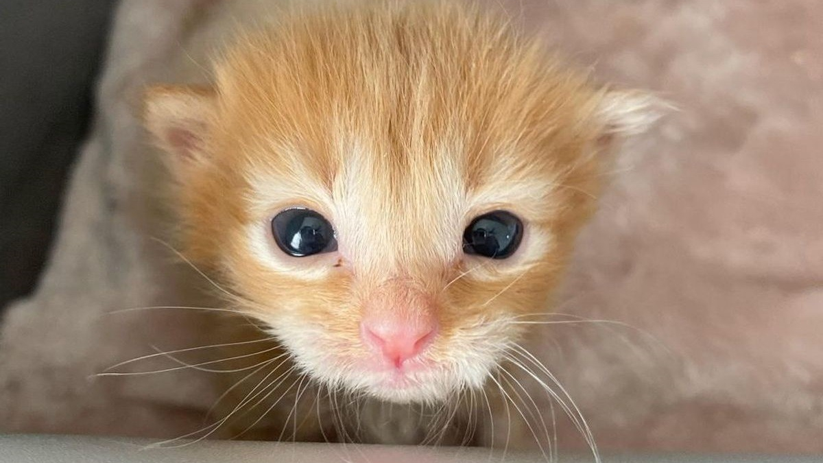 Illustration : "La forte volonté de vivre d'un chaton malingre, découvert errant dans la rue"