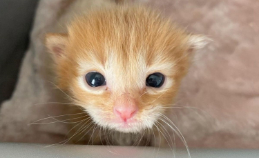 Illustration : "La forte volonté de vivre d'un chaton malingre, découvert errant dans la rue"