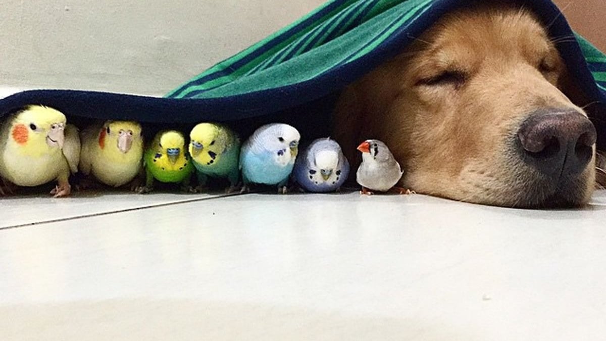 Illustration : "19 photos d'un Golden Retriever qui a pour meilleurs amis des oiseaux et un hamster"