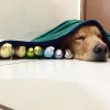 Illustration : 19 photos d'un Golden Retriever qui a pour meilleurs amis des oiseaux et un hamster