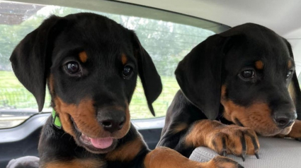 Illustration : 20 photos de chiots Rottweiler au charme ravageur